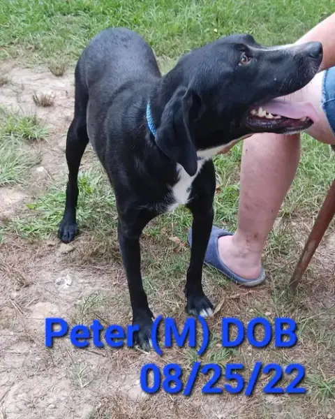 Peter photo 4