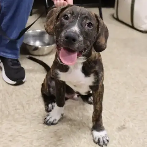 Logan'S Pup Gill