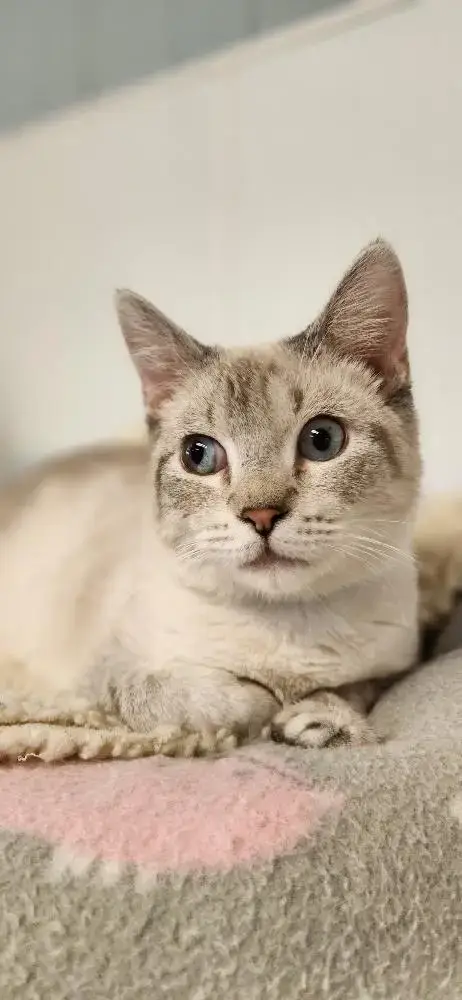 Cat 27519