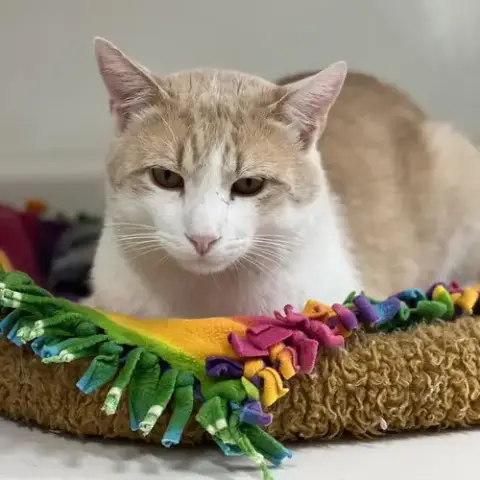 Leo Decatmeow photo 4