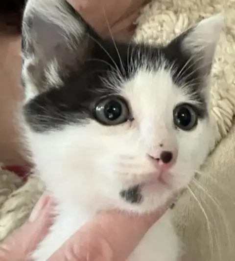 Bramble