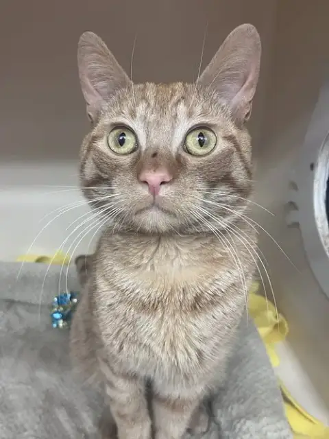 Chester Cheeto Rm