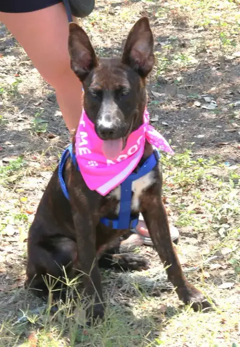 Koa photo 3