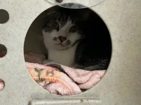 Mochi