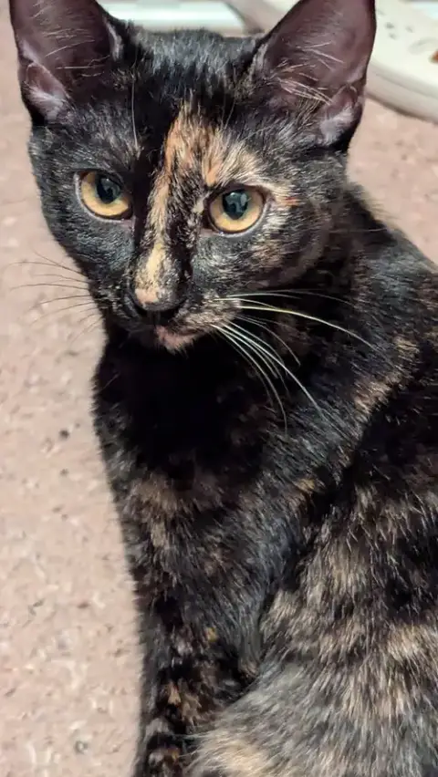 Hera