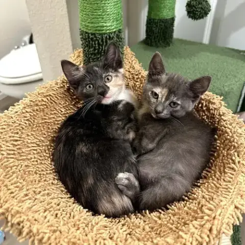 Survivor Litter photo 2