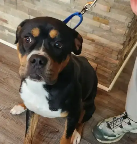 Rocko * Adopt Or Foster* photo 2