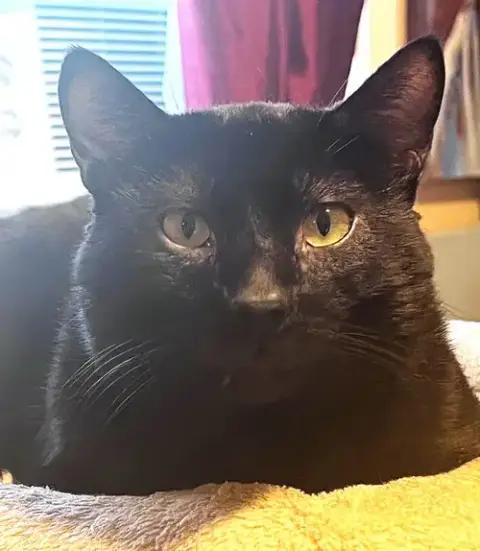 Pye
