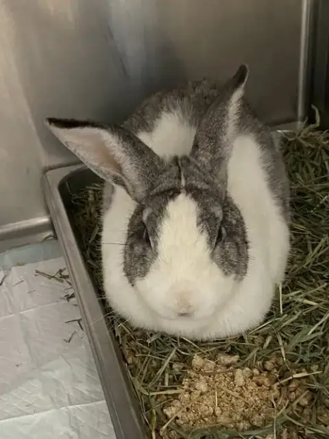 Mr Buns photo 2