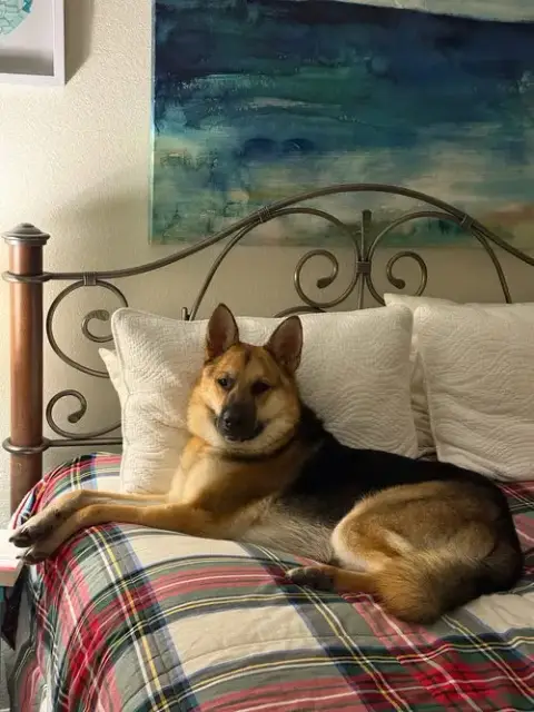 Birddog