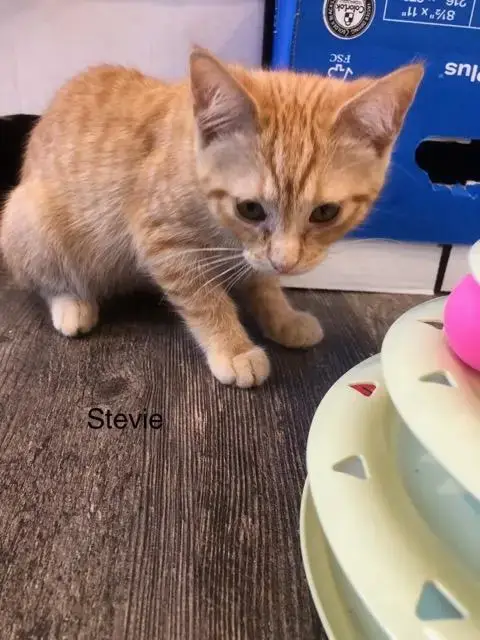 C289 Litter Stevie-Adopted