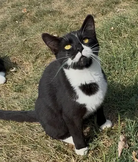 Peeta