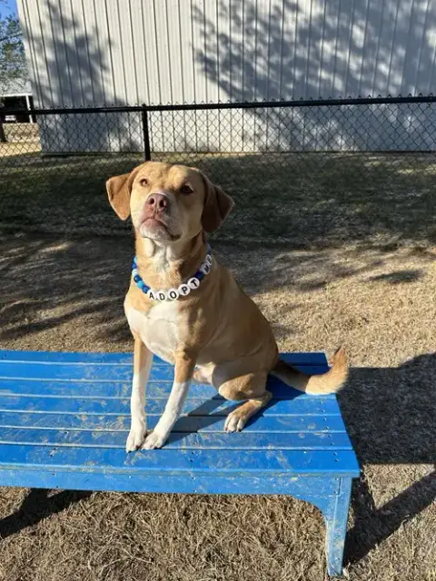 Dexter photo 3