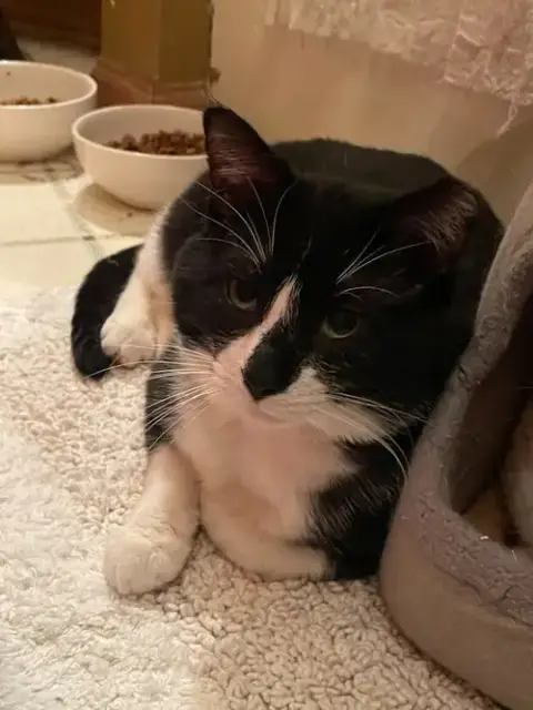 Sylvester