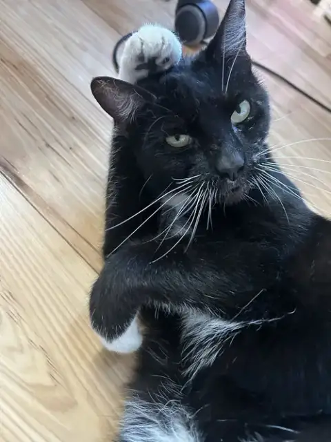 Whiskers photo 4