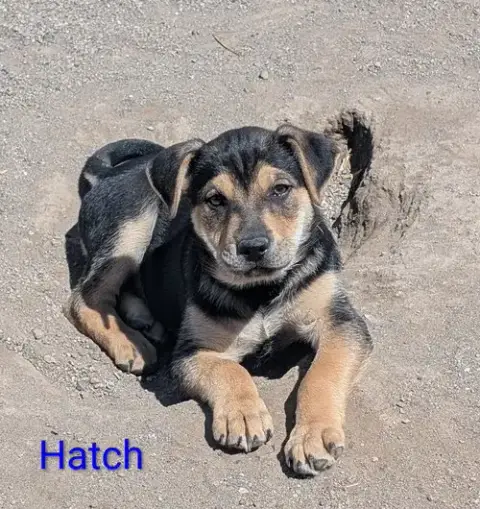 Hatch