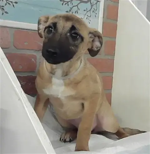 Mia