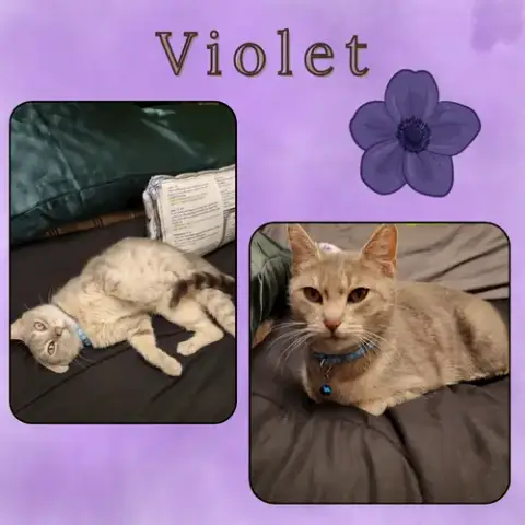 Violet photo 2