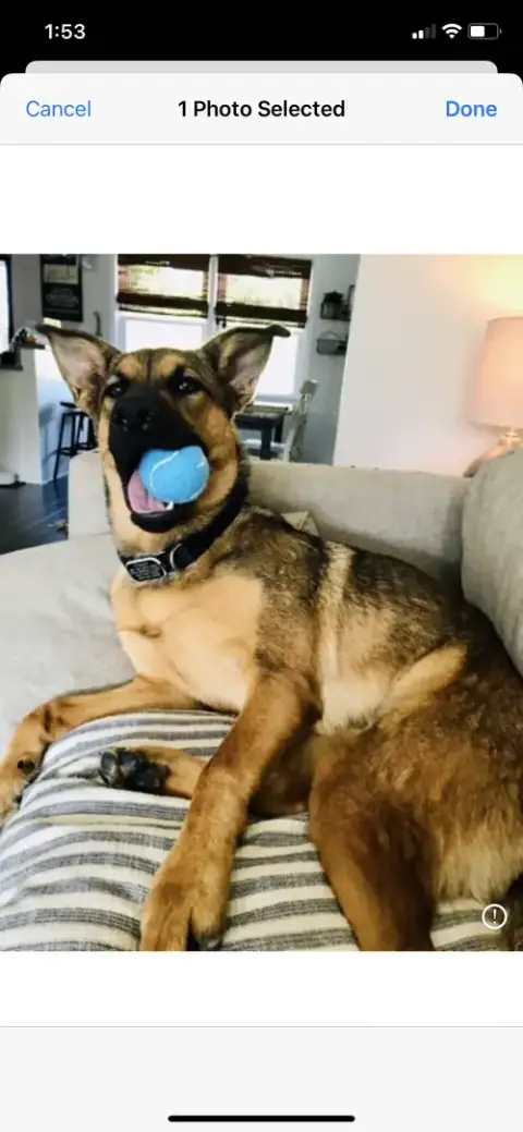 Frankie 2 photo 2
