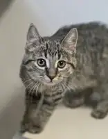 Pita