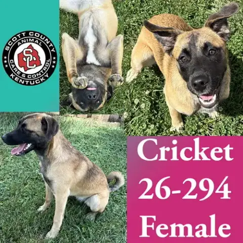 Cricket