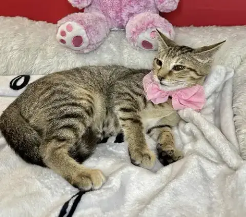 Gigi