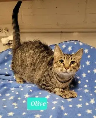 Olive photo 4