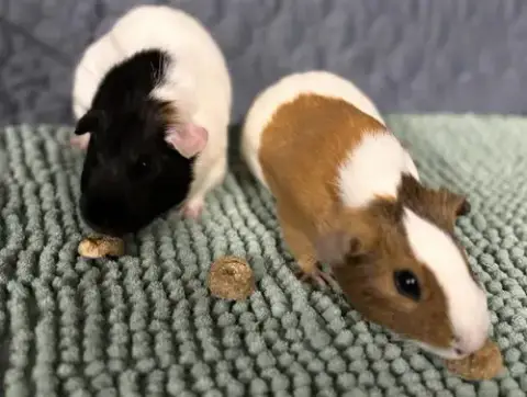 Ivy & Sweet Pea
