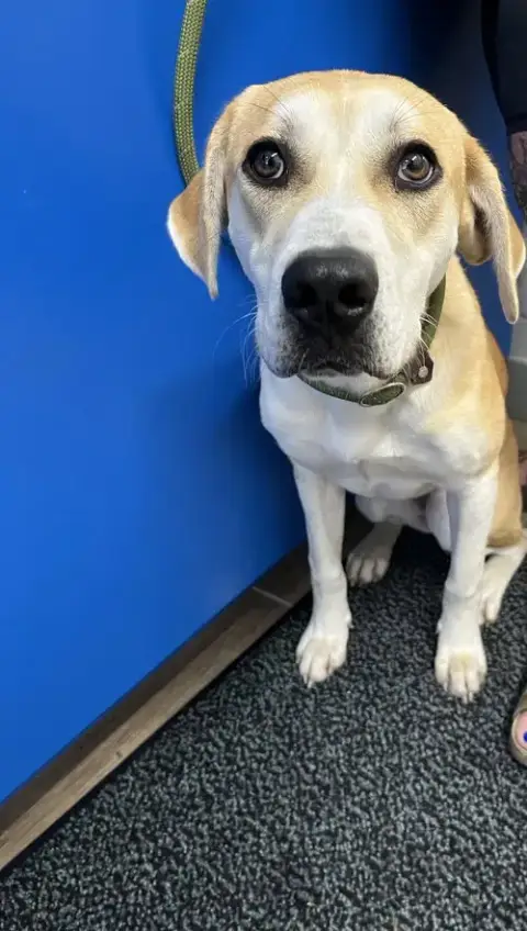 Gracie Bear