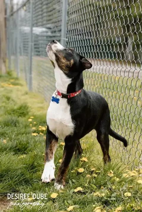 Joshua Puppy photo 3