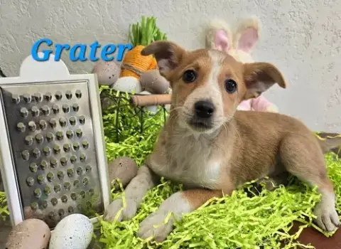 Grater