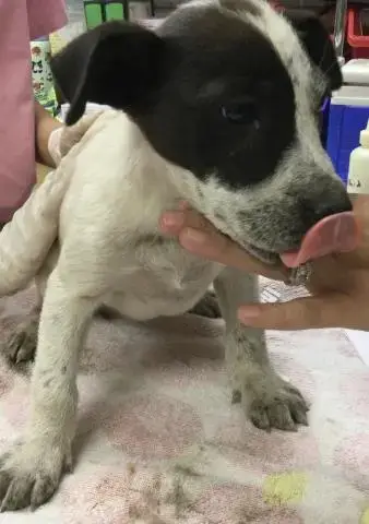 Mochi
