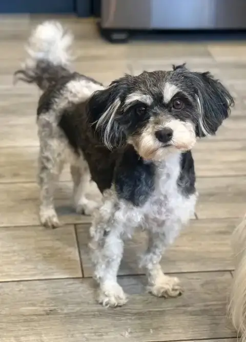 Oreo photo 2