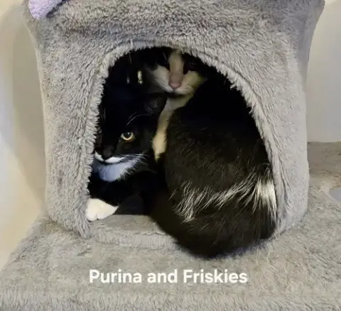 Friskies photo 3