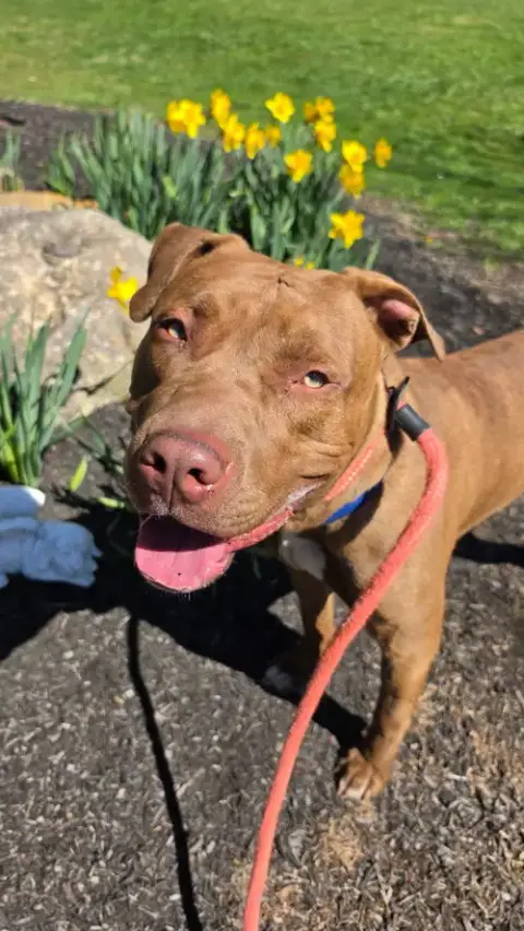 Scooby Nj