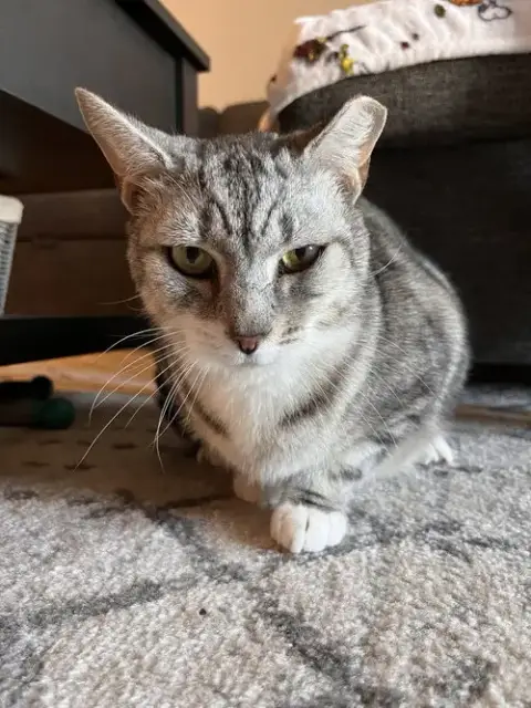 Felix photo 3
