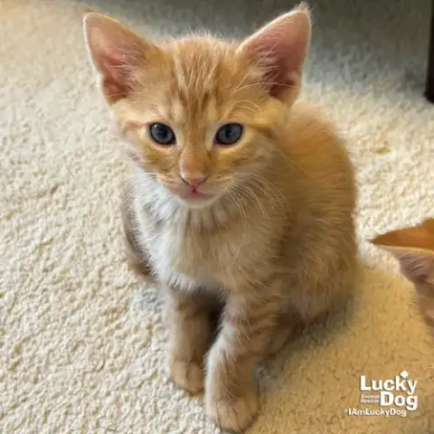Bitty Frank