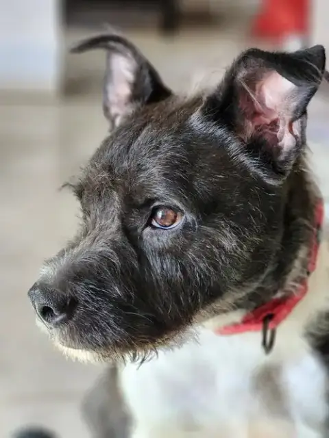 Sirius Black