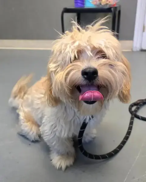 Canelo