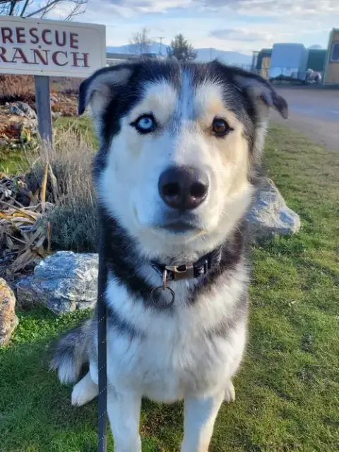 Koda photo 4