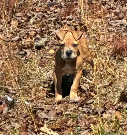 Hazel photo 2