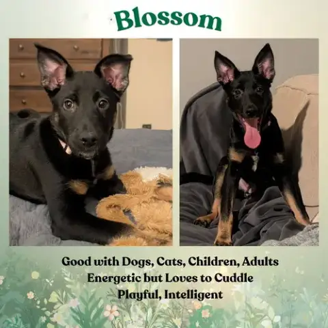 Blossom