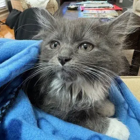 O'Malley