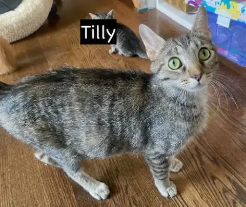 Cat photo 4