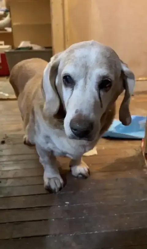Louie