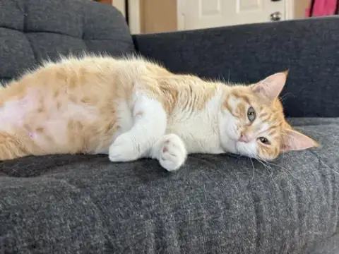 Jingles