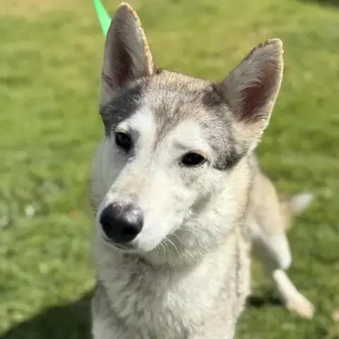 Zoey