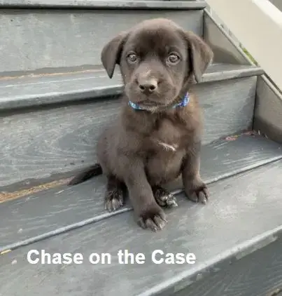 Chase On The Case