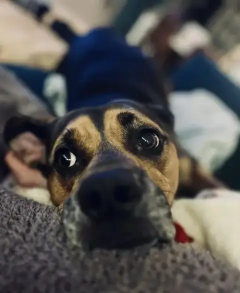 Dobby photo 3