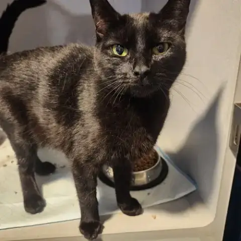 Jinx
